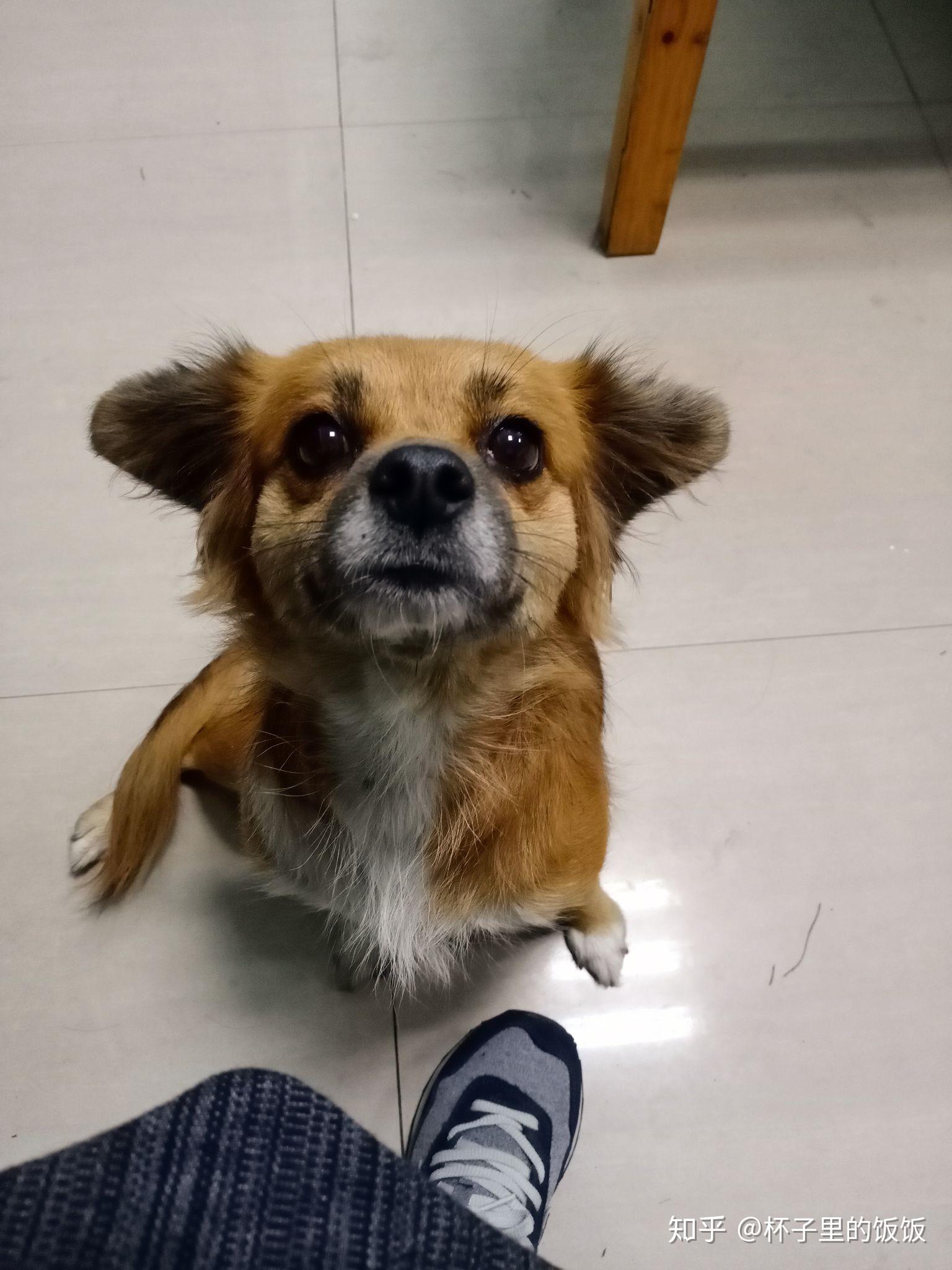 你保存的最萌的狗狗图片是什么?