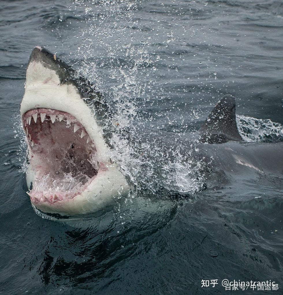 【威海运都】☆海识 | 飞翔的鱼 - 知乎