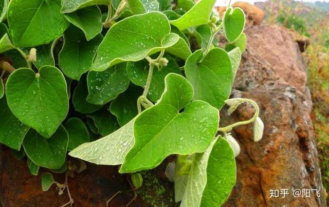 农村一种野草,能泡酒能治胃痛,市场上卖20元1斤 - 知乎