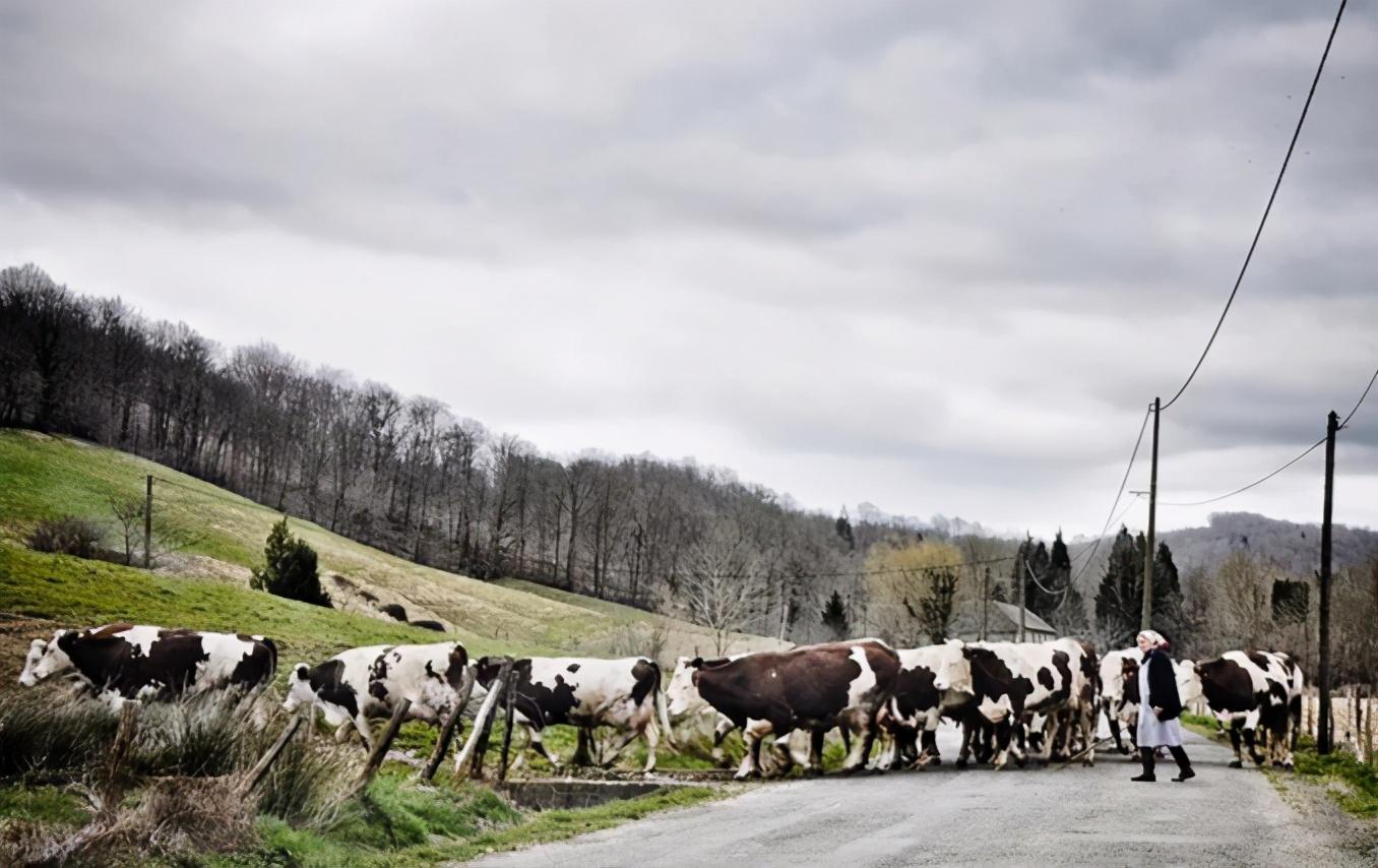 资讯以色列农场用无人机放牧一架可管1000头牛