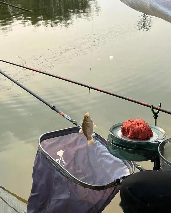 广西男子爆连小草鱼想放生却被网友劝阻放心吃