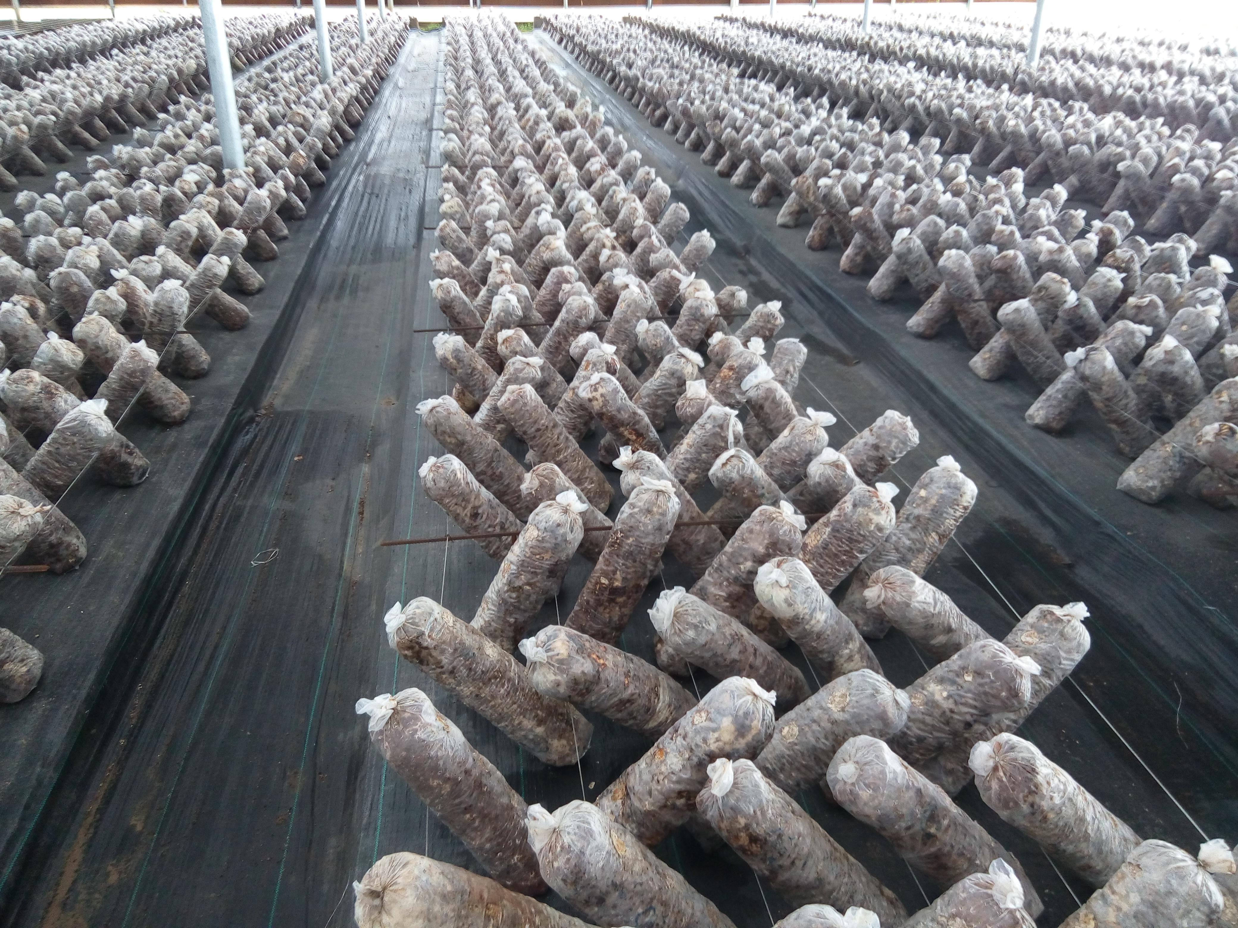 香菇种植技术 香菇种植一点通 如何栽培香菇教程_哔哩哔哩 (゜-゜)つロ 干杯~-bilibili