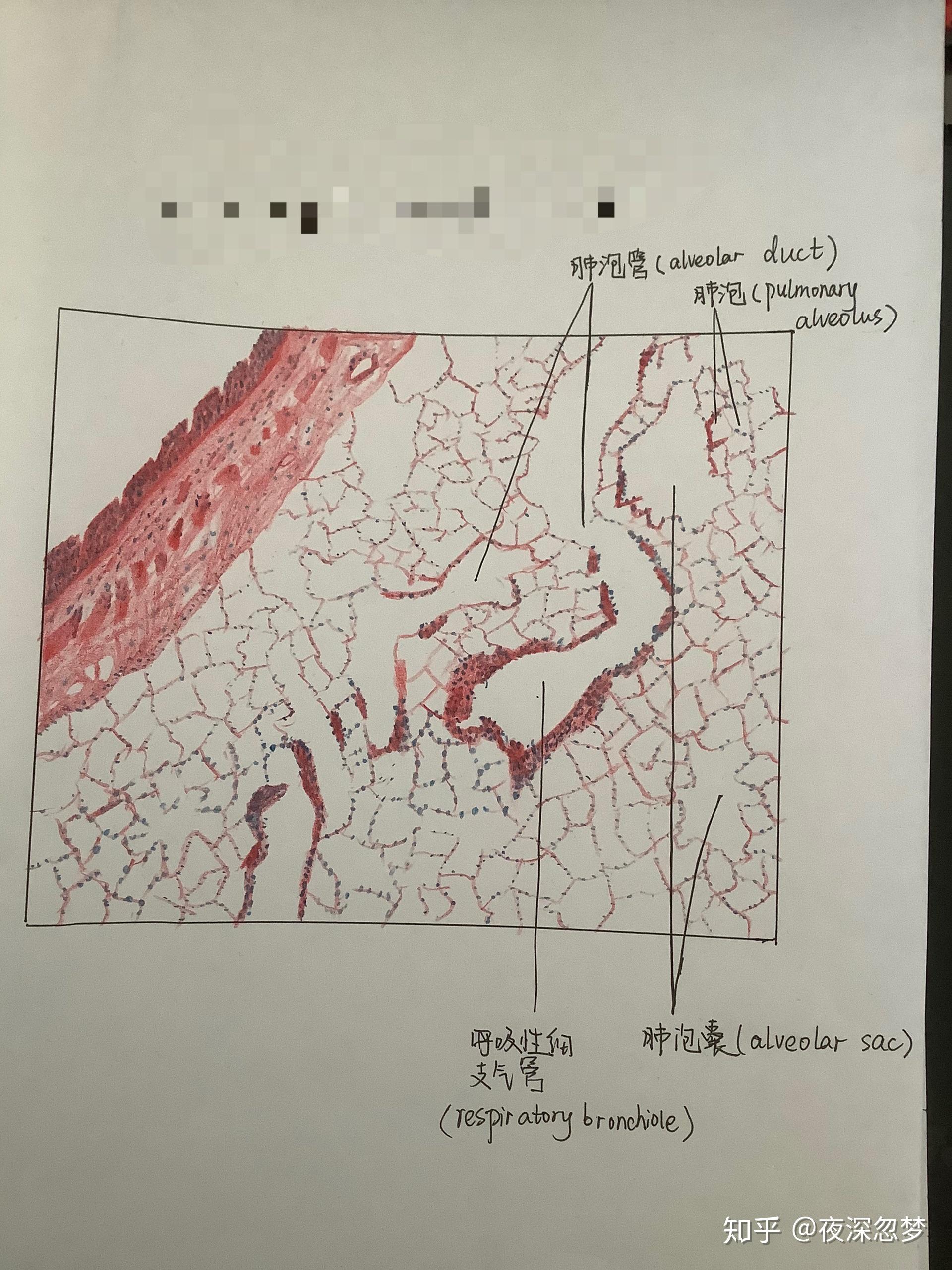 有医学解剖组胚基础实验课的手绘图吗比如肝的脏面