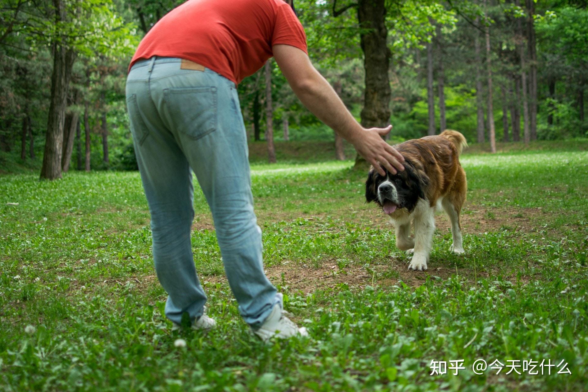 狗狗舔人的好處