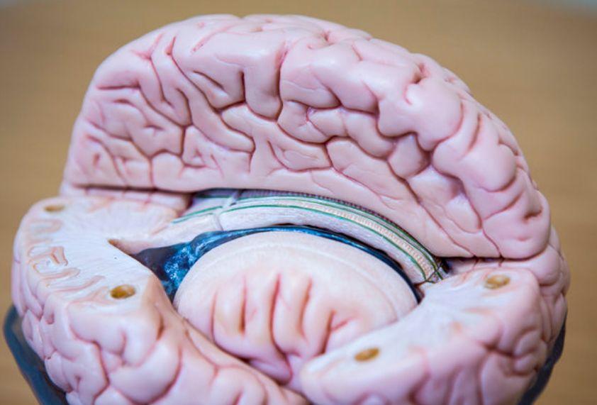 248《微型人脑已植入啮齿动物的大脑》