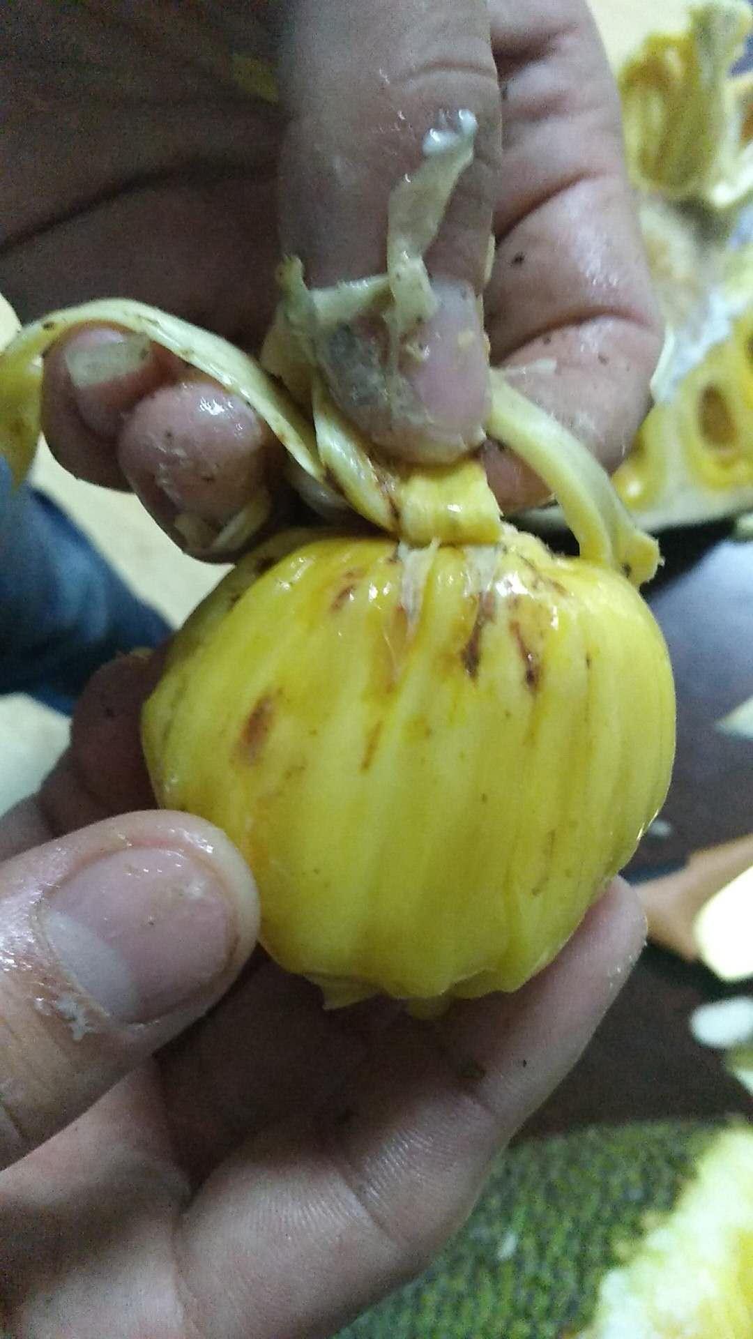 菠萝蜜里有黑的颗粒状东西表皮有锈斑状