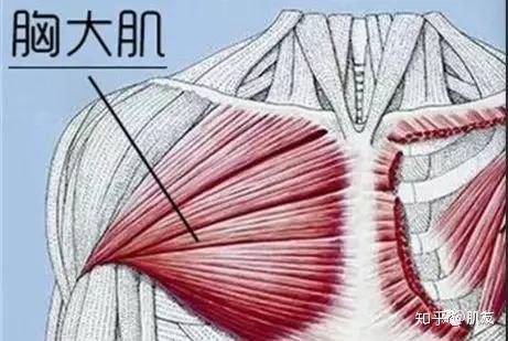 怎样让胸大肌的下缘受力更好