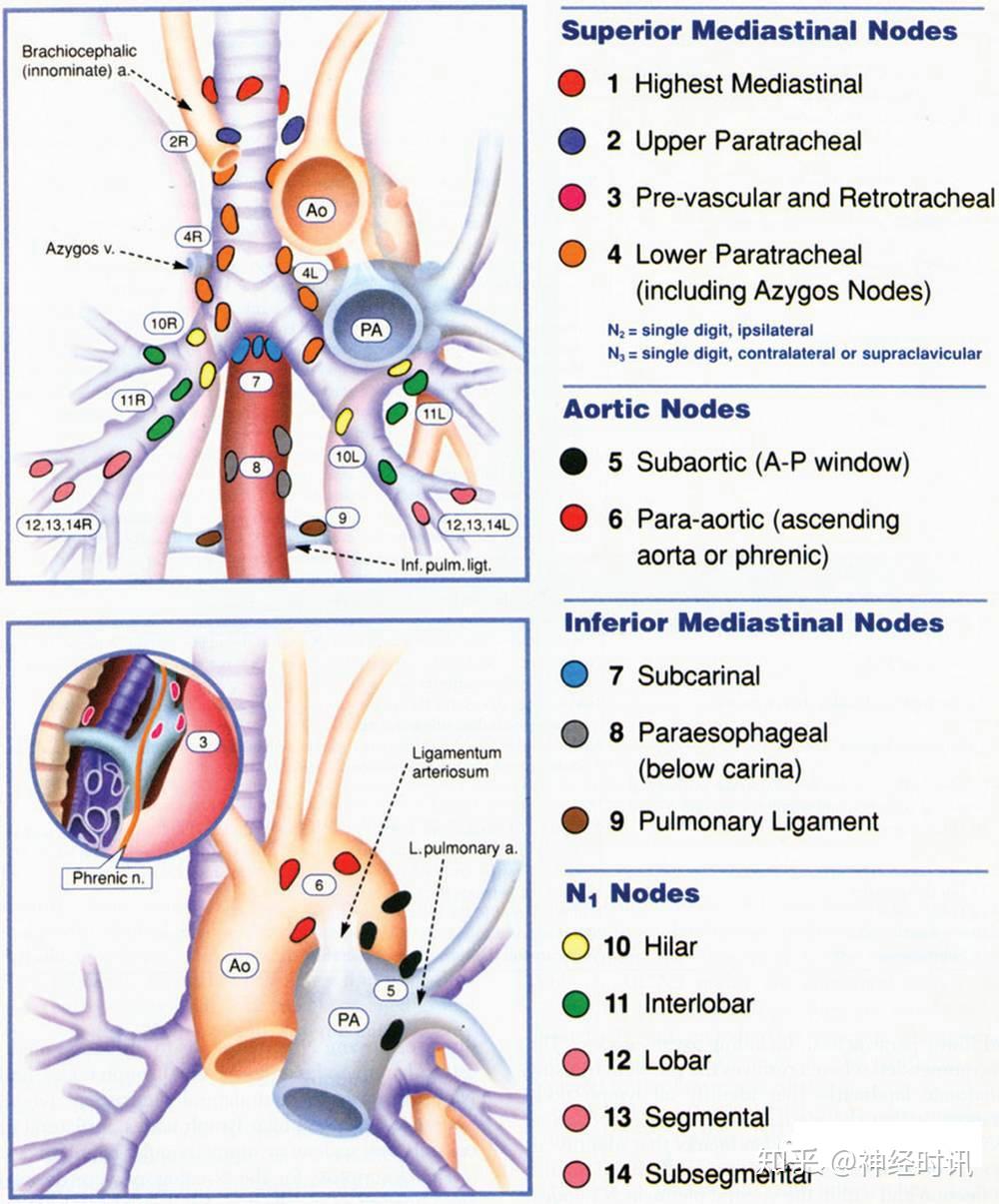 今日分享纵隔淋巴结分区图谱