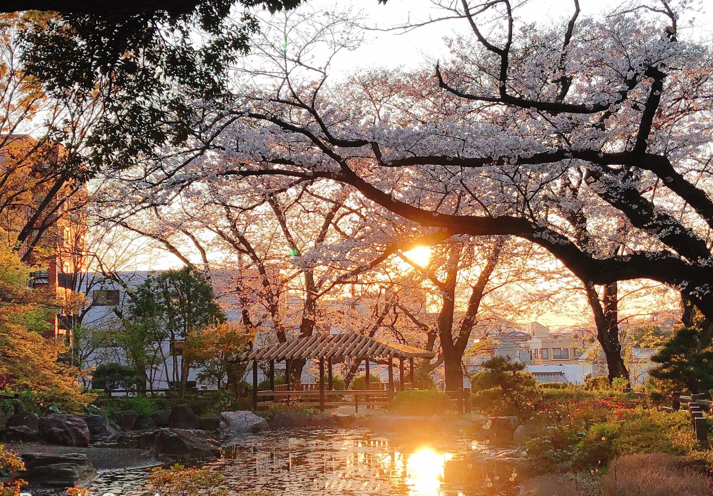 樱花季一日游 第一弹 横滨樱木町 知乎