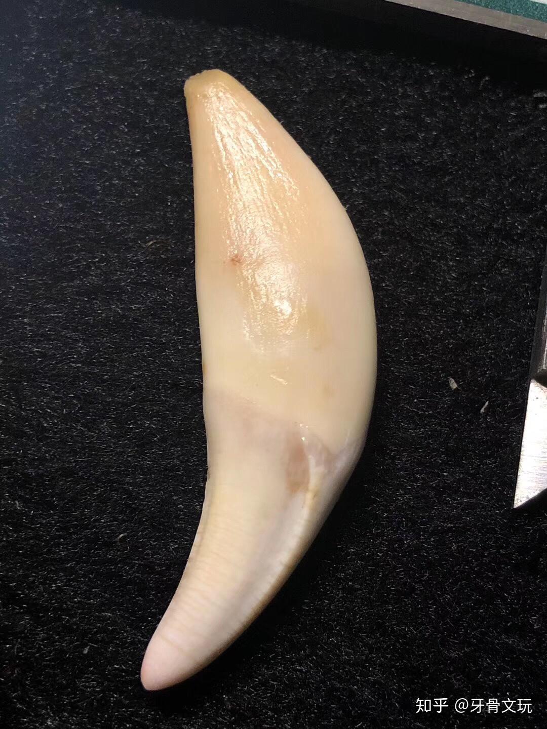 如何鉴定狼牙真假