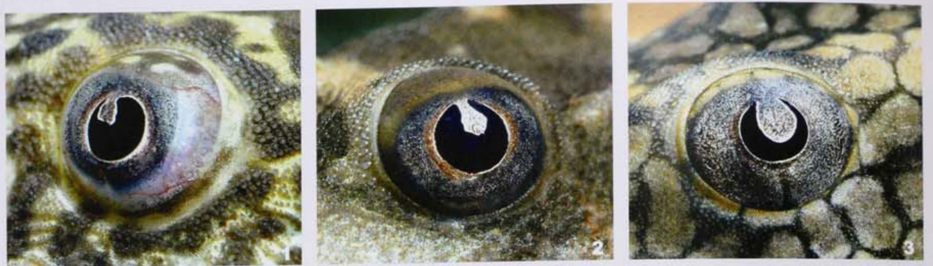 它们的眼睛会和陆生脊椎动物一样,随着光线亮度的不同而改