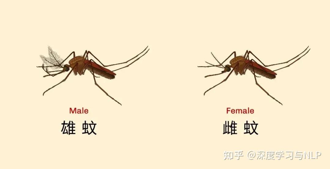 博士用自己的血一天喂3000只蚊子，终一作发Nature揭示“蚊子怎么只咬你” - 知乎
