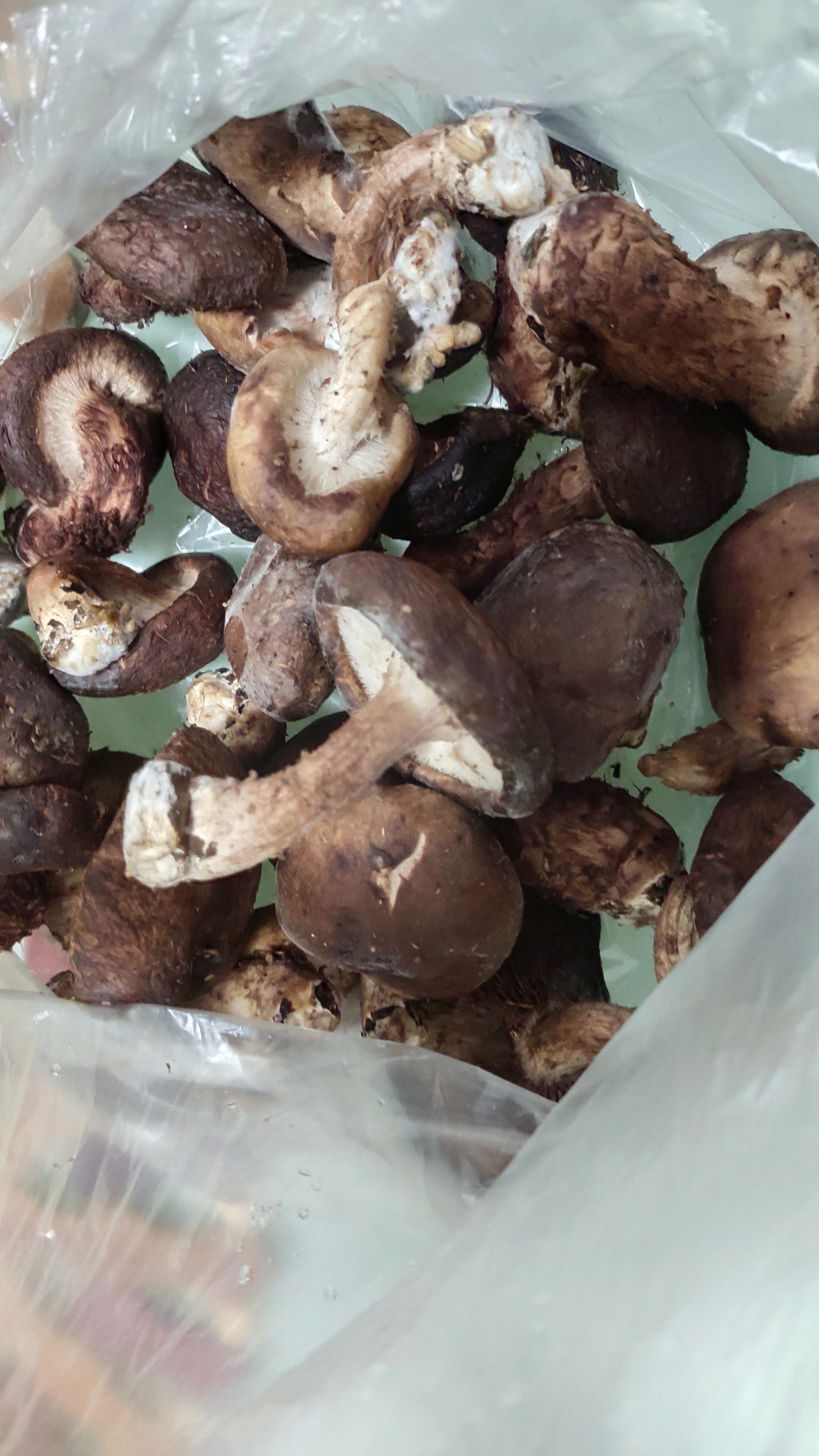 关注问题 67 写回答 登录/注册 微生物 细菌 生物 真菌辨识 干香菇