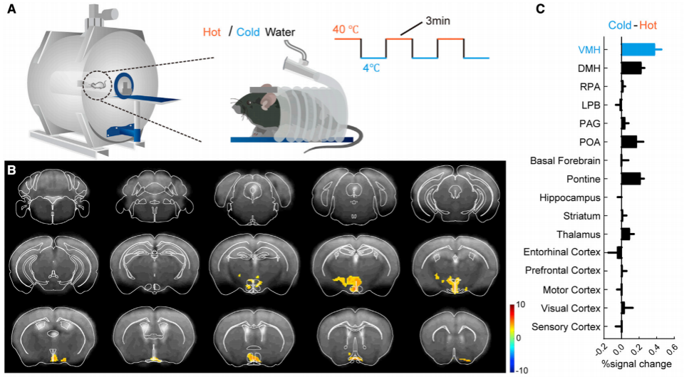 【服务推荐】小动物核磁共振成像MRI - 知乎