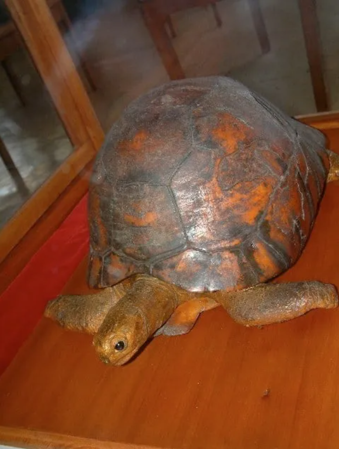 乌龟能活那么久是因为它们不爱动吗