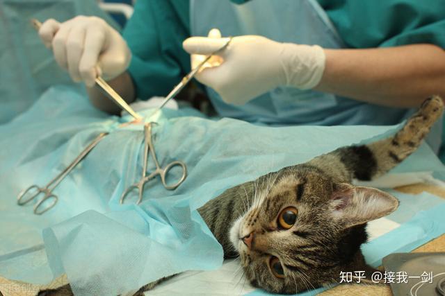 猫去哪里绝育 v2-5afabc0ef0f0033f08e8b21d7a56ee52_r.jpg