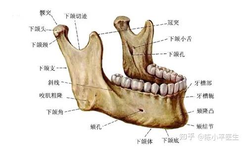 小下颌一定要手术吗图片