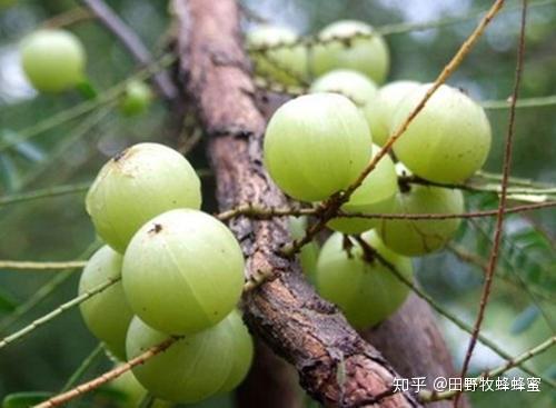 余甘泡蜂蜜有什么作用余甘果泡蜂蜜有什么功效