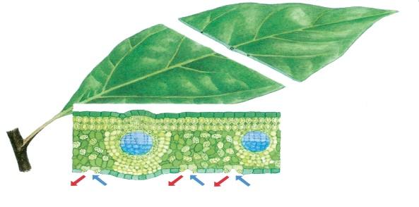 杭州初中科学学什么【七上 植物结构层次】 - 知乎