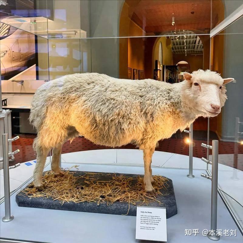 原创 为何现在很少提“克隆”了?看完克隆羊多莉的一生,你或许会明白 - 知乎