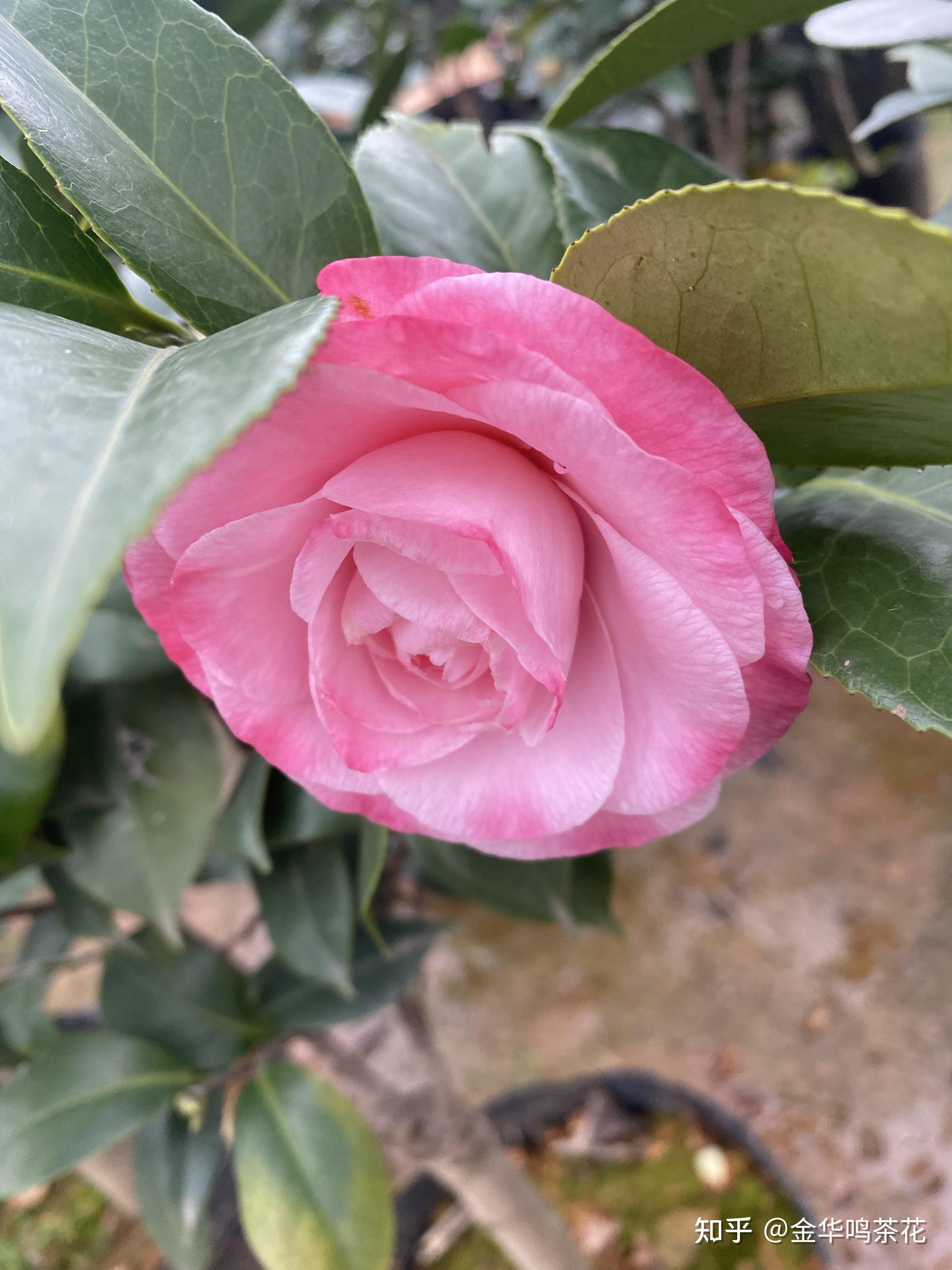心愿茶花 - 知乎