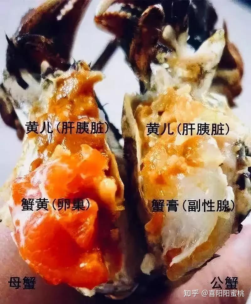 螃蟹膏和黄的区别图解图片