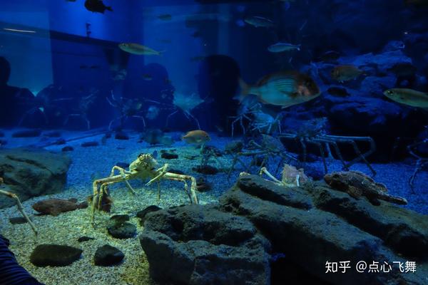 我的水族馆之旅 No 2 大阪海游館 知乎