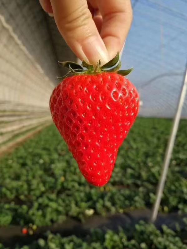 听说现在的草莓是打了膨大剂等激素才会长的那么大是真的吗