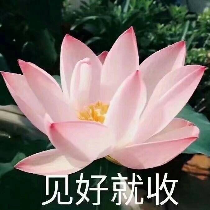 有哪些中老年女性適合的頭像?