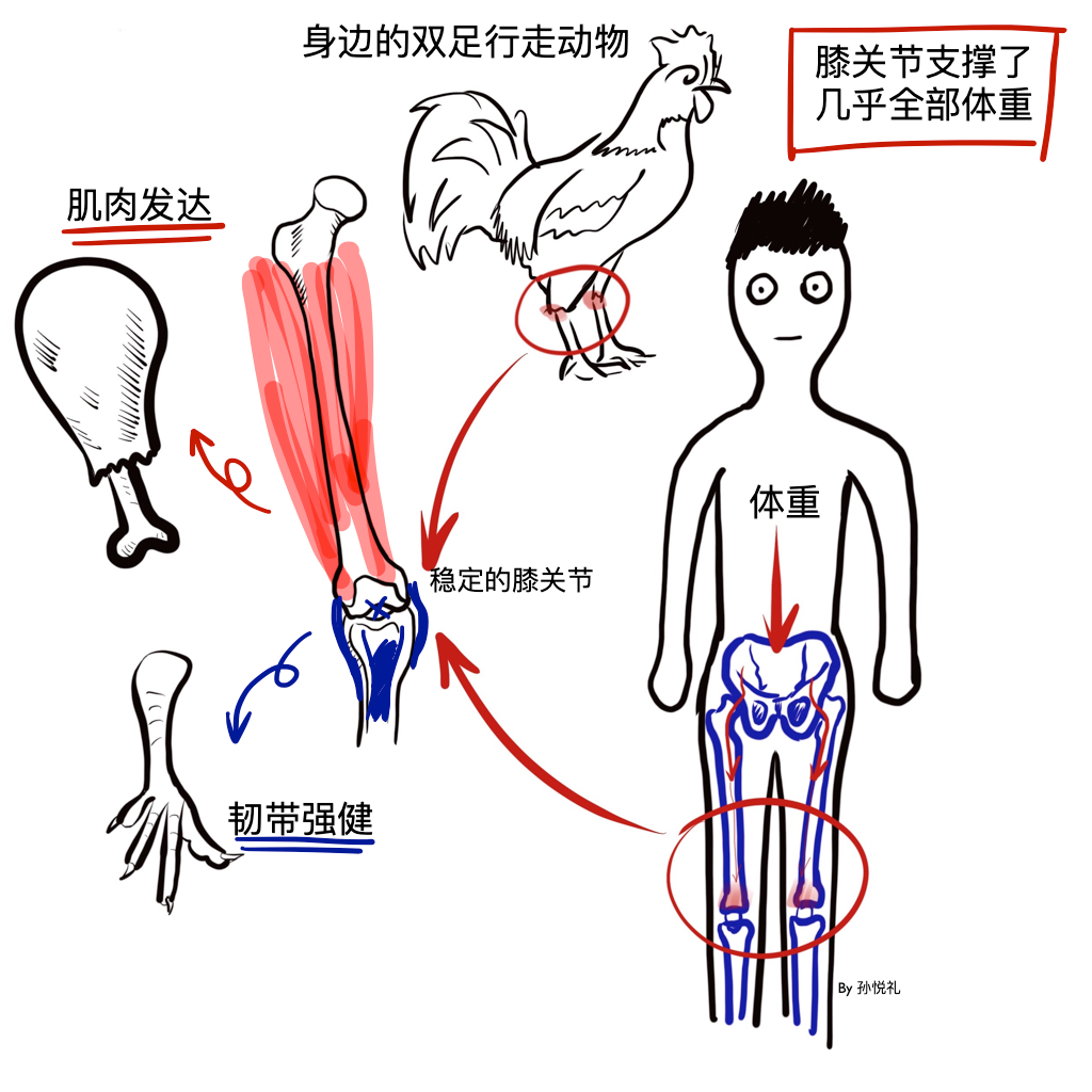 膝关节的屈和伸图示图片