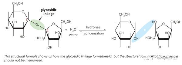 Topic 2 3 Carbohydrates And Lipids 碳水化合物和脂肪 知乎 Topic 2 3 Carbohydrates And Lipids 碳水化合物和脂肪 知乎