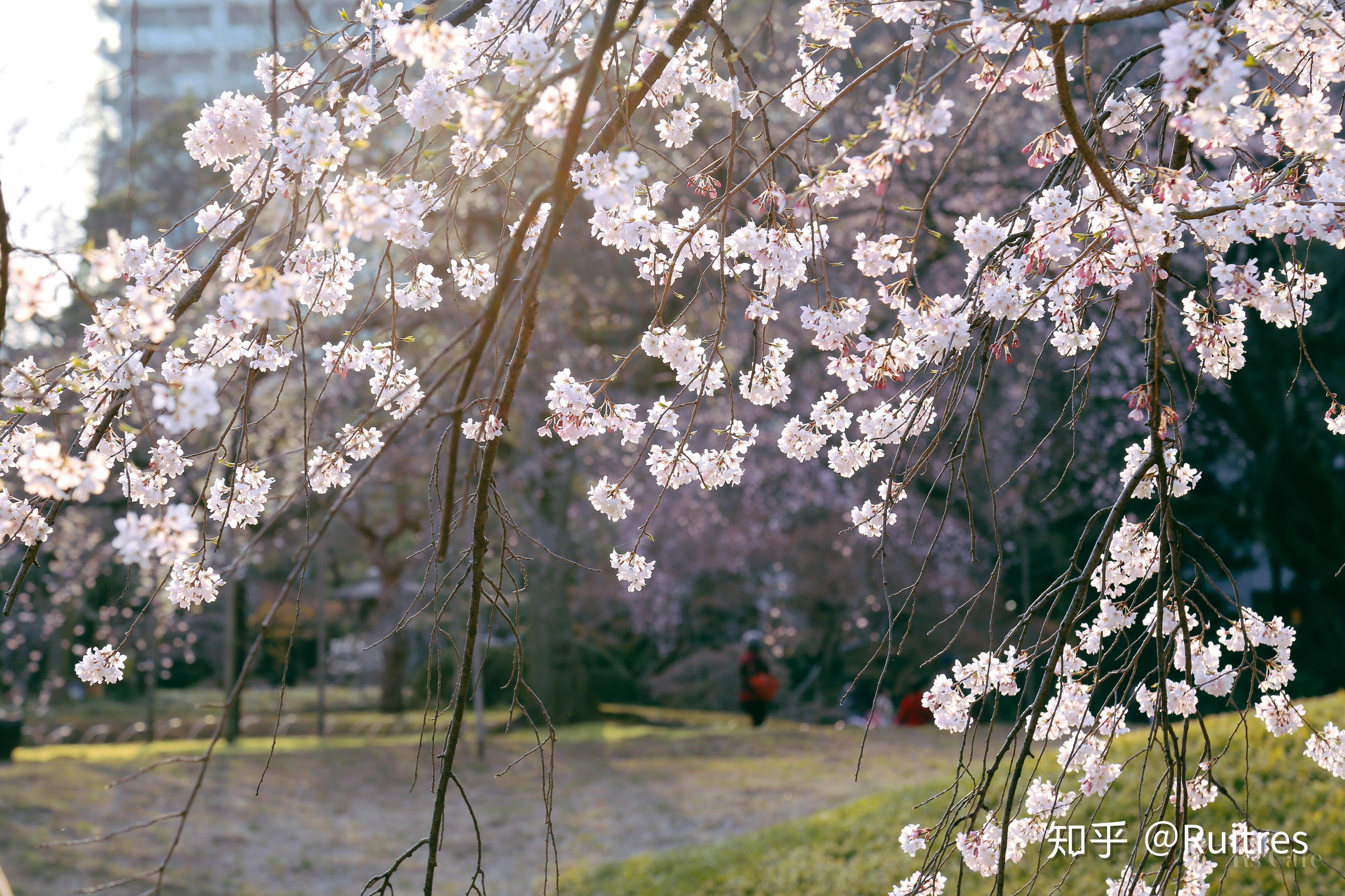 东京樱花全攻略!按着这些路线走准没错