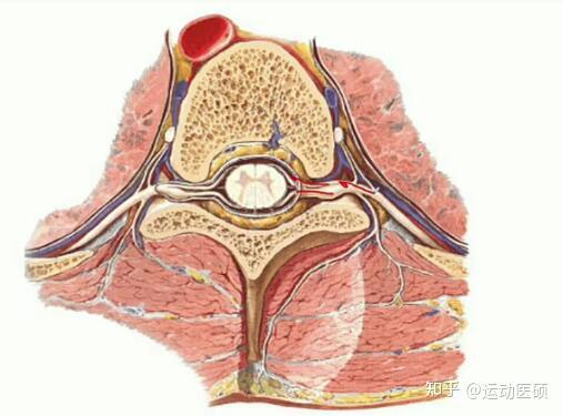 2,脊神经从椎间孔分出后,分为前支和后支.前支比较粗大,后支比较细小.