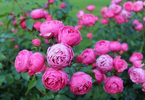 月季花修剪技术视频讲解 v2-5b500946039a17011bba0eb9ed706263_1440w.jpg?source=172ae18b
