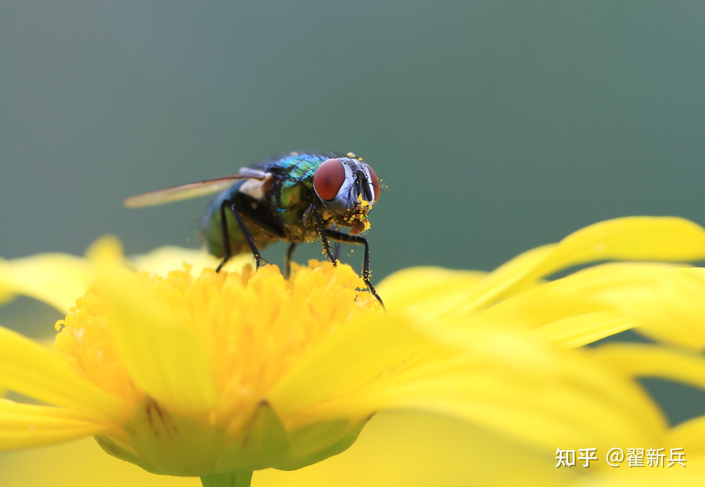苍蝇,也有可爱的权利!