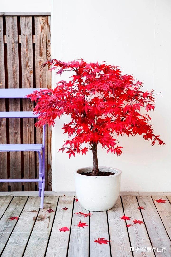 枫树又称枫香树,灵枫, 是一种非常适合在盆中生长的树种.