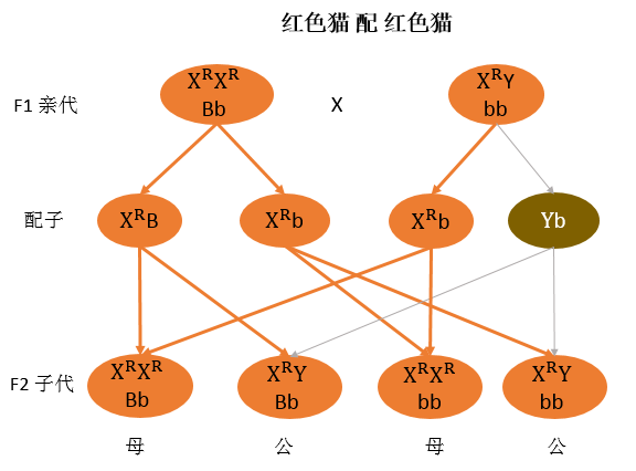 布偶猫的花色分类及遗传规律