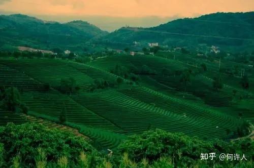饮茶文化起源_茶叶商标转让_茶树起源