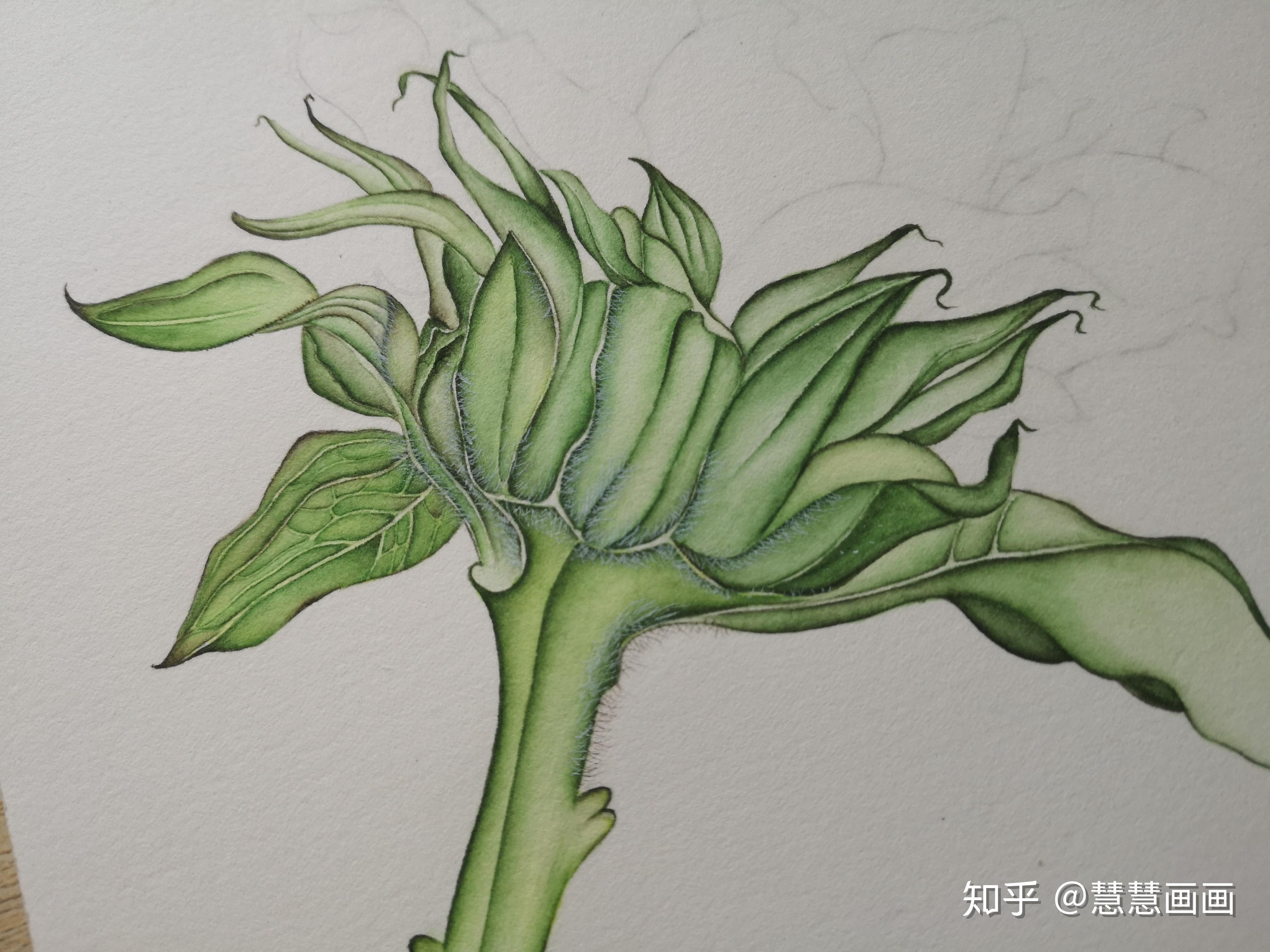 超详细零基础手绘植物教程(向日葵篇)