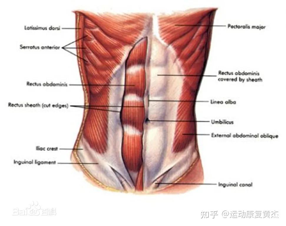 腹直肌鞘位置图图片