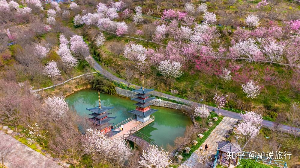 3月云赏樱,杭州樱花谷奇观"晚樱早开·早樱晚开"实景美图,附打卡攻略