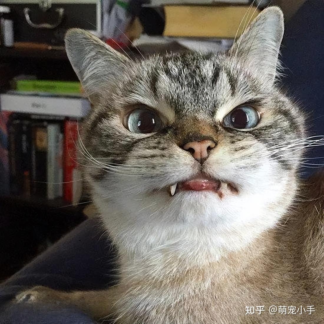 猫咪有这5个行为,说明它是"白眼狼",养不熟的 - 知乎