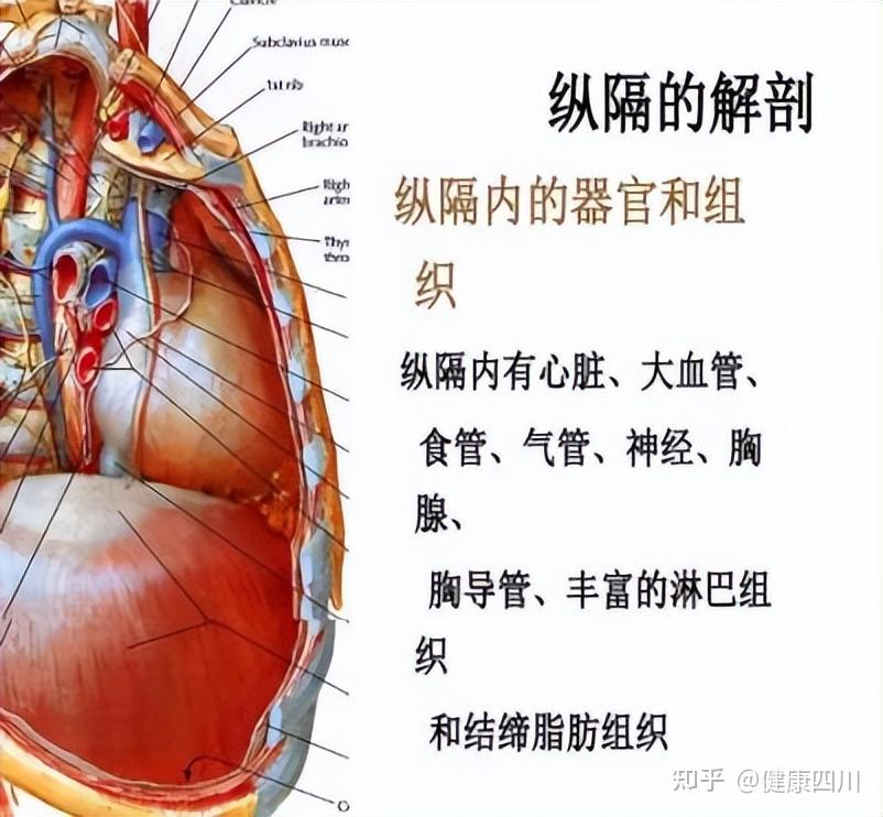 胸腺结构模式图图片