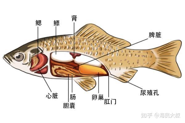 鱼鳔结构图图片