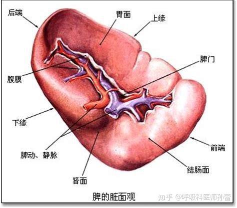 如果热病发生于脾脏,患者会感觉头变得沉重,脸颊发痛,心烦意乱,浑身