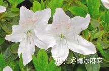 哪些花喜阳 v2-5b898a5f2df87937b4aceff89298994e_b.jpg