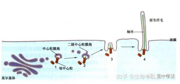 细胞生物学考研 思维导图带背之 细胞骨架——微管、中间丝 - 知乎