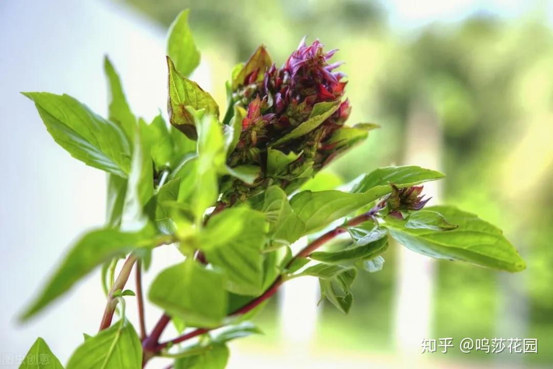 贵为香草之王的罗勒，在它的原产地，却没有人敢吃它。 - 知乎