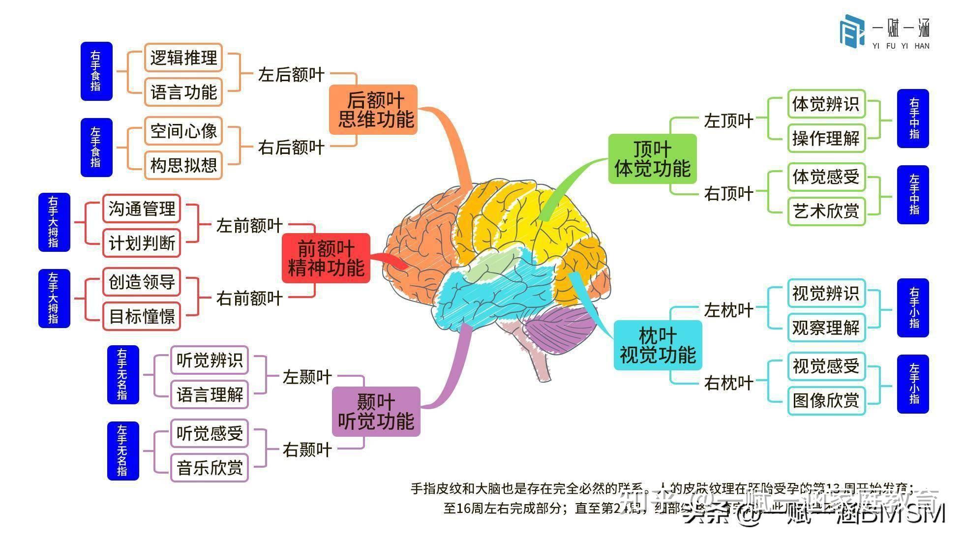 左右脑的具体分工是?