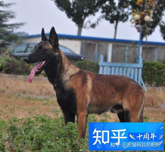 為什麼有人養馬犬馬犬有什麼優點